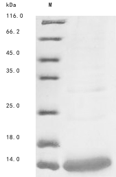Recombinant Androctonus mauritanicus mauritanicus Alpha-toxin Amm8 - image 1