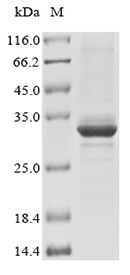 (Tris-Glycine gel) Discontinuous SDS-PAGE (reduced) with 5% enrichment gel and 15% separation gel. (Tris-Glycine gel) Discontinuous SDS-PAGE (reduced) with 5% enrichment gel and 15% separation gel.