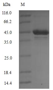 (Tris-Glycine gel) Discontinuous SDS-PAGE (reduced) with 5% enrichment gel and 15% separation gel.