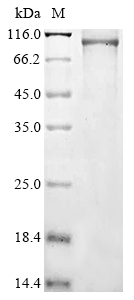 Recombinant Human 1-phosphatidylinositol 4, 5-bisphosphate phosphodiesterase delta-3 (PLCD3) - image 1
