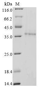 Recombinant Bovine coronavirus Non-structural protein 2a (2a) - image 1