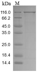 SDS-PAGE- Recombinant protein Human VPS35