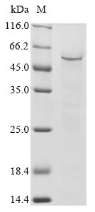 Recombinant Human Zinc finger and SCAN domain-containing protein 1 (ZSCAN1) - image 1