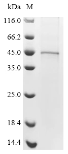 (Tris-Glycine gel) Discontinuous SDS-PAGE (reduced) with 5% enrichment gel and 15% separation gel.