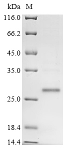 Recombinant Mouse Placenta-expressed transcript 1 protein (Plet1) - image 1