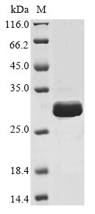 Recombinant Mouse Sclerostin (Sost) - image 1