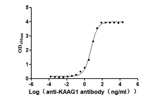 Recombinant Human Kidney-associated antigen 1 (KAAG1) (Active) - image 2