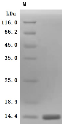 Recombinant Human Kidney-associated antigen 1 (KAAG1) (Active) - image 3
