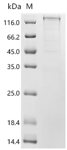 Recombinant Mouse Integrin alpha-X (Itgax) , partial - image 1
