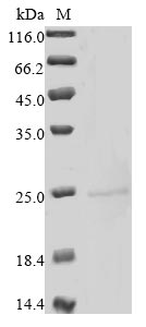 Recombinant Mouse Heme-binding protein 1 (Hebp1) - image 1