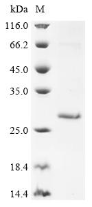 Recombinant Human Ropporin-1A (ROPN1) - image 1