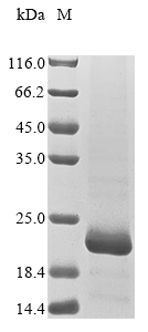 Recombinant Drosophila melanogaster Probable insulin-like peptide 7 (Ilp7) - image 1