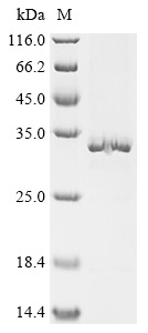 Recombinant Thermotoga maritima Pseudouridine-5'-phosphate glycosidase (psuG ) - image 1