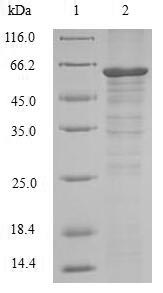 SDS-PAGE- Recombinant protein Human RIPK3