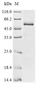 Recombinant Human Activin receptor type-1B (ACVR1B) - image 1