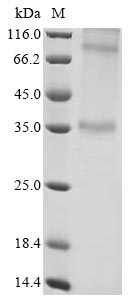 Recombinant Human Adenosine receptor A1 (ADORA1) - image 1