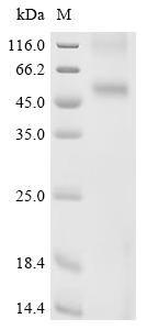Recombinant Human Alpha-1A adrenergic receptor (ADRA1A) - image 1