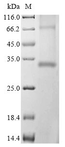 Recombinant Mouse Aquaporin-4 (Aqp4) - image 1