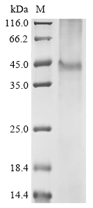 Recombinant Rat Asialoglycoprotein receptor 2 (Asgr2) - image 1