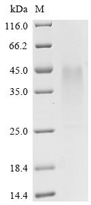 Recombinant Mouse BCL2/adenovirus E1B 19 kDa protein-interacting protein 3 (Bnip3) - image 1