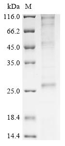 Recombinant Mouse Voltage-dependent calcium channel gamma-1 subunit (Cacng1) - image 1