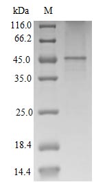 High Purity Validated by SDS-PAGE and SEC-HPLC