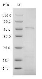CSB-CF004935HU1