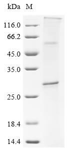 Recombinant Human CD9 antigen (CD9) - image 1
