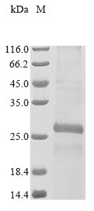 Recombinant Mouse CD9 antigen (Cd9) - image 1