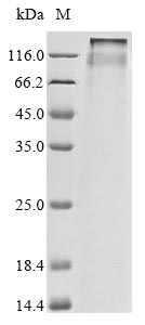 CSB-CF005482HU(A4) SDS