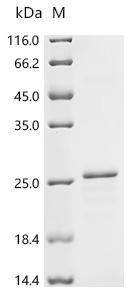 Recombinant Rat Claudin-1 (Cldn1) - image 1