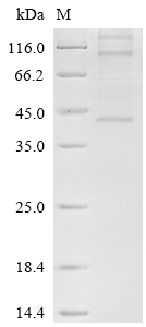Recombinant Human Chemerin-like receptor 1 (CMKLR1) - image 1