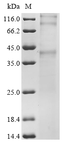 Recombinant Mouse Chemokine-like receptor 1 (Cmklr1) - image 1