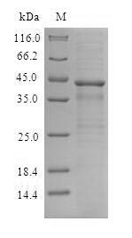 SDS-PAGE- Recombinant protein Human CXCR4