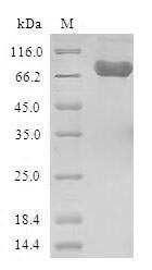 SDS-PAGE- Recombinant protein Rat Dpp4