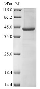 Recombinant Human Erlin-1 (ERLIN1) - image 1
