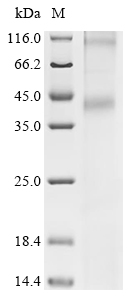 Recombinant Human fMet-Leu-Phe receptor (FPR1) - image 1