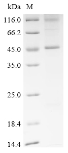 Recombinant Bovine Gap junction alpha-1 protein (GJA1) - image 1