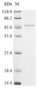 Recombinant Human G-protein coupled receptor 182 (GPR182) - image 1