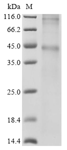 Recombinant Human 5-hydroxytryptamine receptor 1B (HTR1B) - image 1