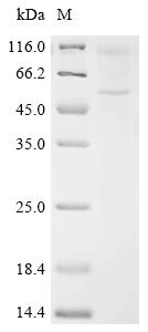 Recombinant Mouse 5-hydroxytryptamine receptor 2C (Htr2c) - image 1
