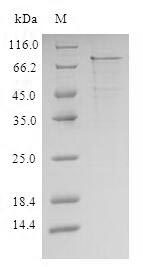 CSB-CF011621HU SDS-PAGE