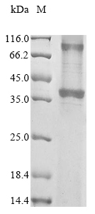 Recombinant Mouse C-X-C chemokine receptor type 2 (Cxcr2) - image 1