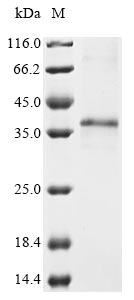 Recombinant Mouse Integral membrane protein 2A (Itm2a) - image 1