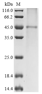 Recombinant Rat ATP-sensitive inward rectifier potassium channel 10 (Kcnj10) - image 1