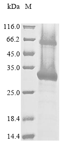 Recombinant Human Cation-dependent mannose-6-phosphate receptor (M6PR) - image 1