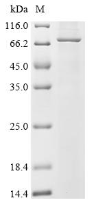 Recombinant Human Mannosyl-oligosaccharide 1, 2-alpha-mannosidase IB (MAN1A2) - image 1