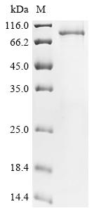 Recombinant Human Mitofusin-2 (MFN2) - image 1