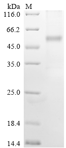 Recombinant Human Neuropeptide Y receptor type 2 (NPY2R) - image 1