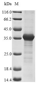 Recombinant Human Neurexophilin-3 (NXPH3) - image 1